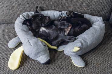 Puppy Doggy - grau
